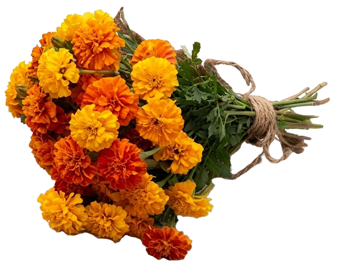 Marigold flowers